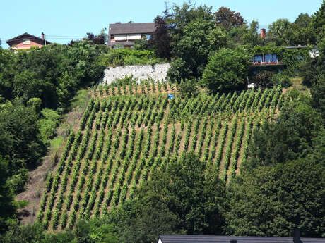 Hautes Vignes (AOC)