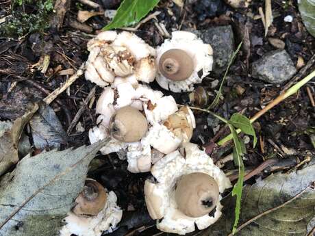 Découverte des champignons autour du château de Fallais Découverte des champignons autour du château de Fallais
