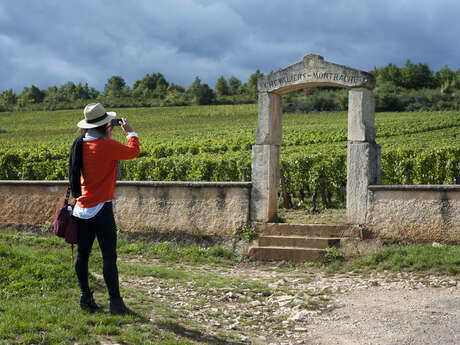 Vineatours Vineatours