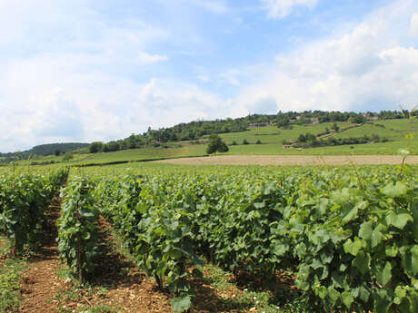 Bienvenue en Bourgogne : Escapades en Bourgogne