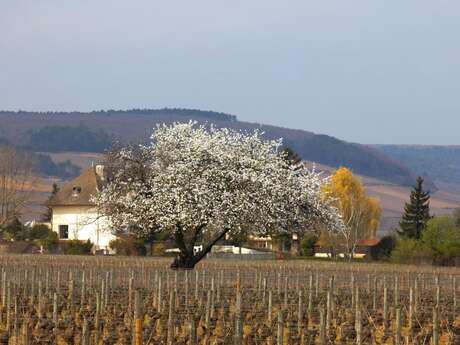 CHOREY-LES-BEAUNE