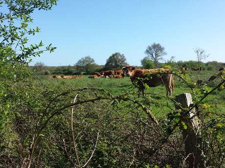 Woodland and countryside walk Woodland and countryside walk