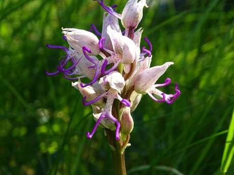 Visite insolite botanique: Floraison des orchidées sauvages