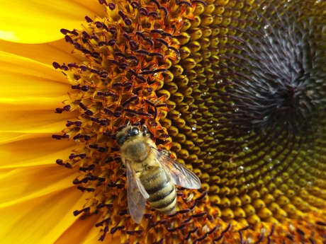 Atelier apiculture en DUO PARENT / ENFANT