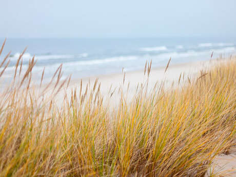 La dune, un rempart naturel