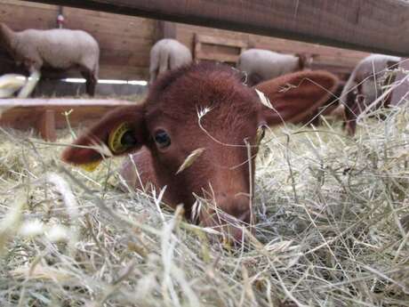 Visite de la Ferme d'Emilie et ses animaux : l'univers de la bergerie à Noël