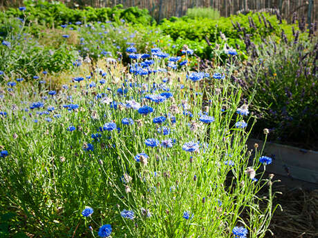 Visite : Le jardin en permaculture de la ferme d'Emilie