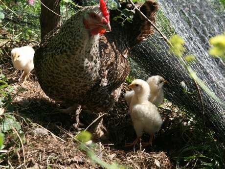 Stage petit(e) berger(e) (4-7 ans) à la Ferme d'Emilie