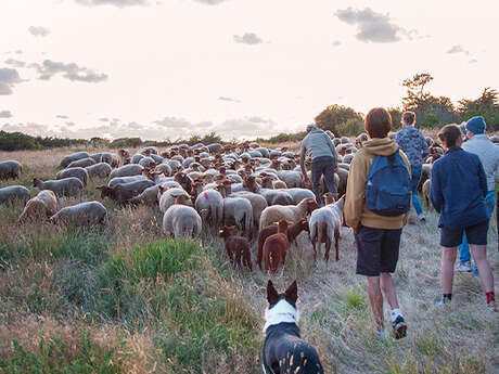 Transhumance vers la côte sauvage avec la Ferme D'Emilie