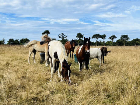 Écurie des Rosières