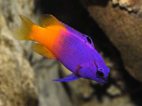 Océarium du Croisic