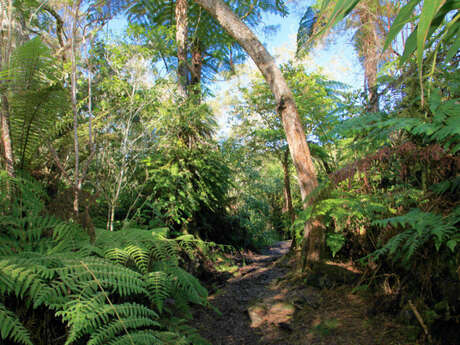 Forêts de Bébour-Bélouve