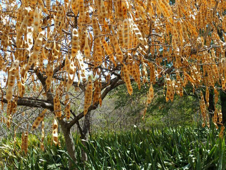 Forêt de l'Etang-Salé