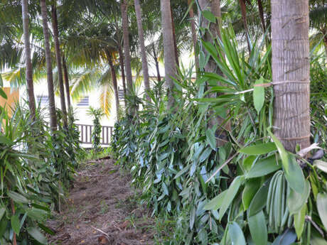 Au Domaine du Vacoa Au Domaine du Vacoa