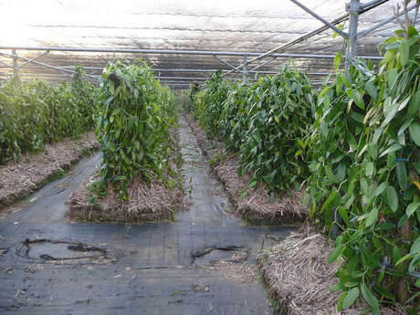 Plantation de la Vanille Roulof