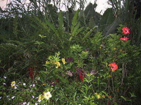 Orangeraie (L') Orangeraie (L')