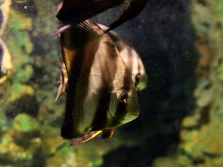 Aquarium de La Réunion