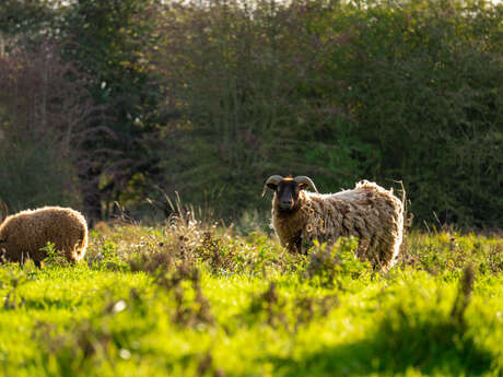ATELIER | Nos amis les moutons (3-10 ans)