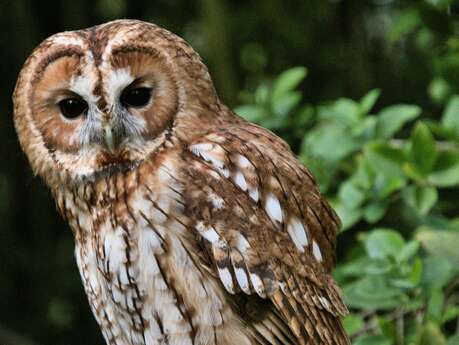 ATELIER | Chouette?! Voilà des hiboux (6-10ans)