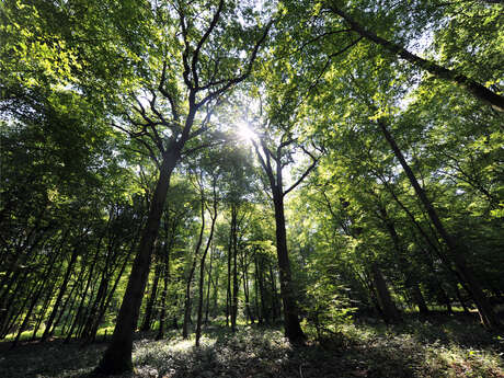 Forêt de Rihoult Clairmarais