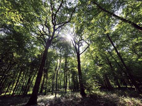 Aire de Pique-Nique à la Forêt de Rihoult