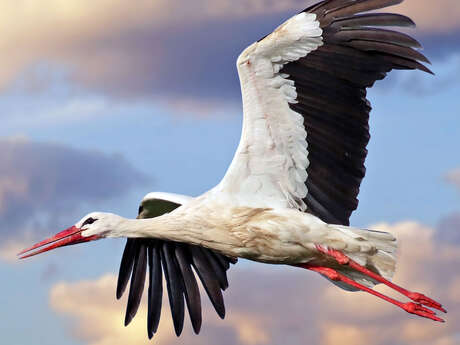 ATELIER | Les cigognes blanches (6-10ans)