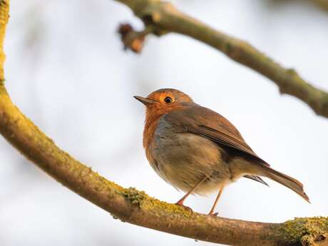 ATELIER | Café du mardi, atelier nature