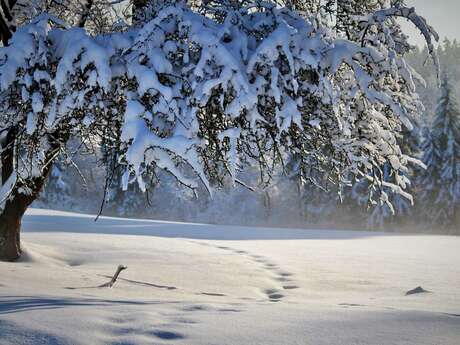 ATELIER | La neige (6-10 ans)