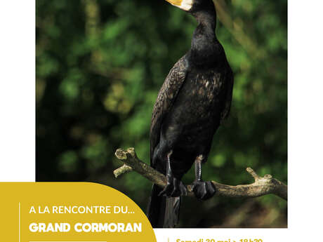 CONFÉRENCE | "Le Grand Cormoran", par Alain Ward