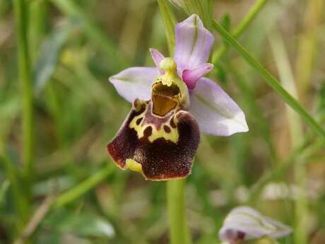SORTIE NATURE | "Dessinons les orchidées"
