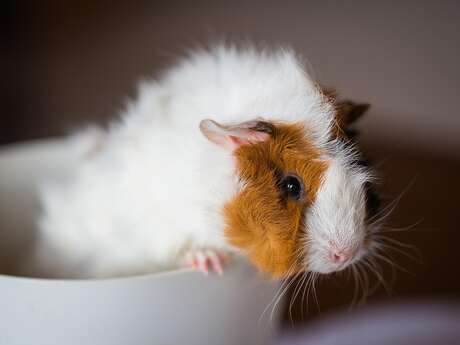 ATELIER | Truffe et plumes (dès 3 ans)