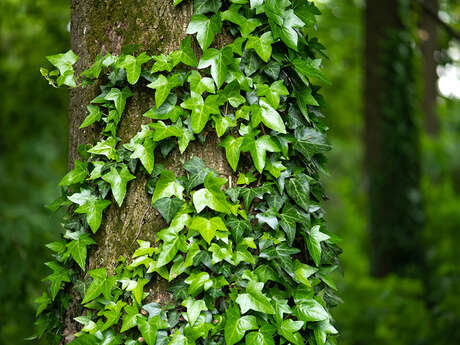 SORTIE NATURE | Plantes grimpantes