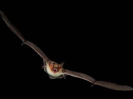 SORTIE NATURE | Nuit internationale de la chauve-souris