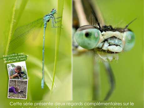 EXPO | Regards croisés sur les insectes