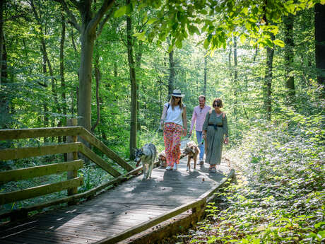 Forêt d'Éperlecques