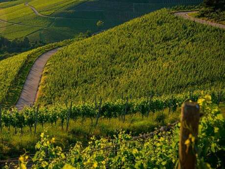 ATELIER | Atelier oenologie "Vins de Champagne"