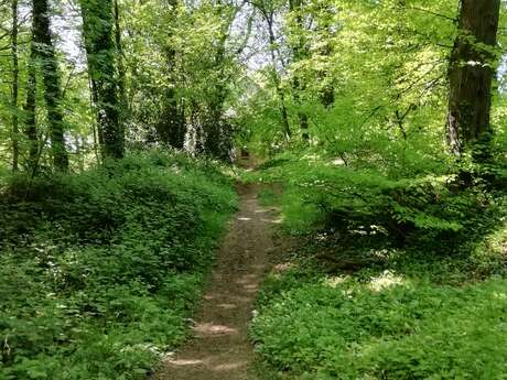 Sous les arbres, une pause bien-être à Ault