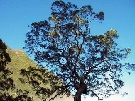 Alizés Montagnes