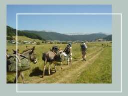 Tour Freiheit mit Eseln