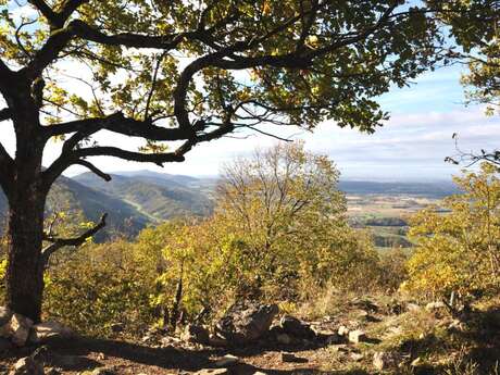 Château de Montfort, éperon barré celte ou site médiéval