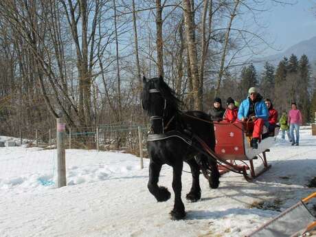 Promenade en traineau