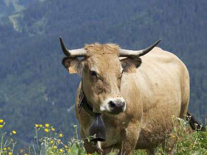 GAEC Bibollet