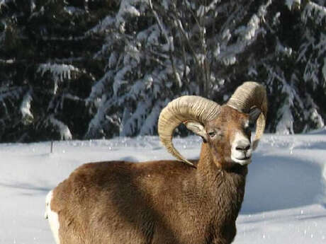 Balade raquettes accompagnée "Les mouflons"