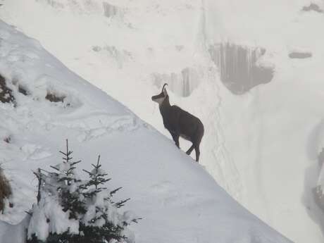 Snowshoe outing The grandiose cirque
