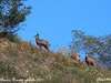 Les chamois du Revermont