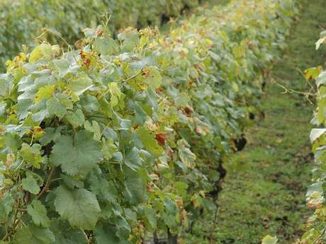 Cantina di Chapelles Fabrice Pariat