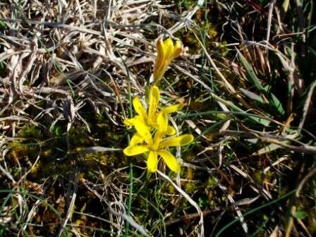 Pelouse sèche du pic basaltique de Purchon