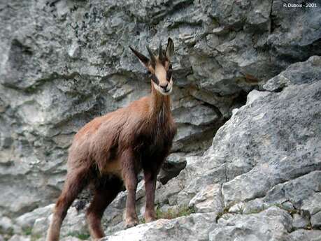 Randonnée "Affut chamois"