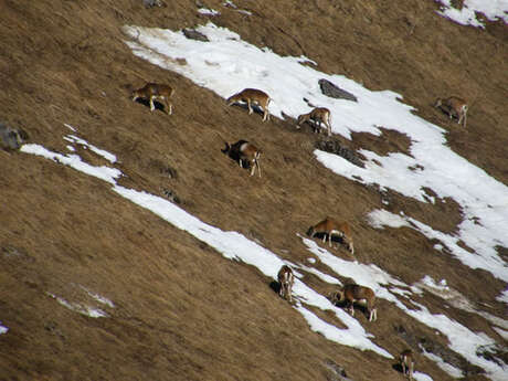 Randonnée en raquettes : Sortie Mouflons et Chamois (avec goûter)
