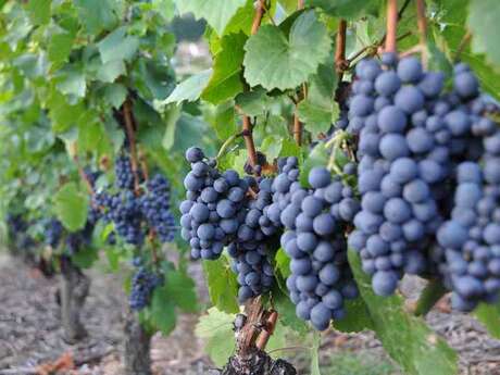 Le Vignoble de la Côte Roannaise